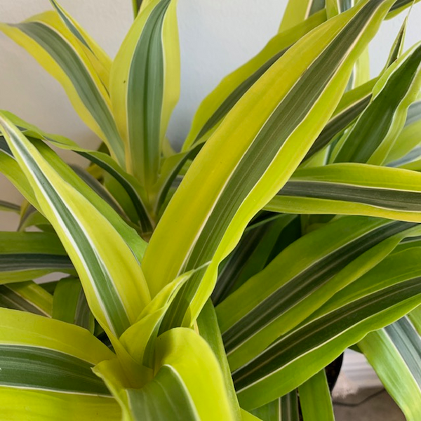 Dracena Warneckii - Four Seasons Garden Centre