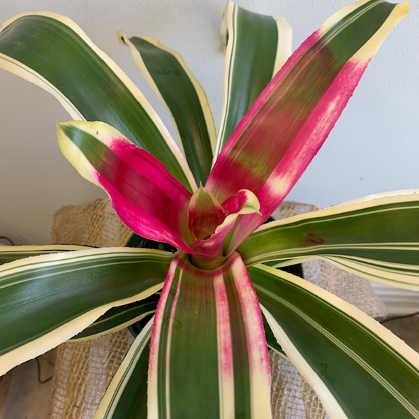 6' Neoregelia Bromeliad - Four Seasons Garden Centre