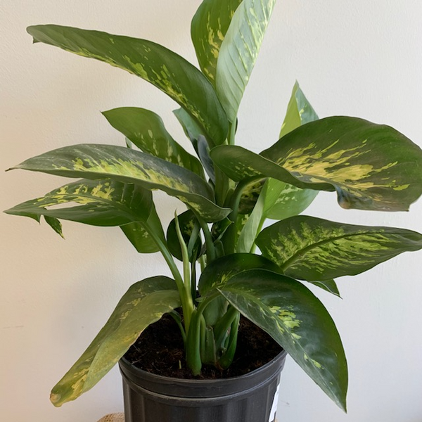 10' Dieffenbachia - Four Seasons Garden Centre