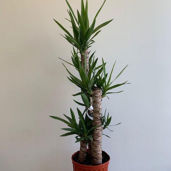 10' Yucca Elephantipes - Four Seasons Garden Centre