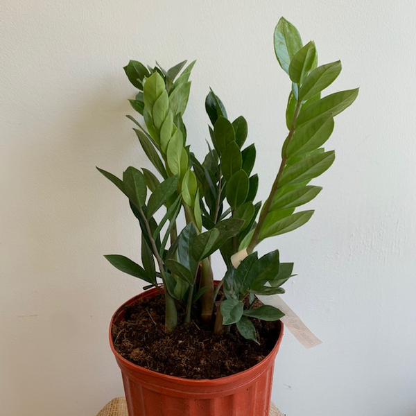 10' Zanzibar Gem (ZZ Plant) - Four Seasons Garden Centre