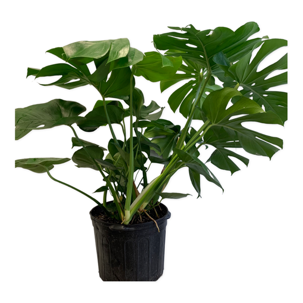 14" Monstera Deliciosa - Four Seasons Garden Centre