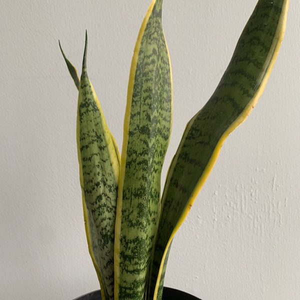 8' Snake Plant - Four Seasons Garden Centre