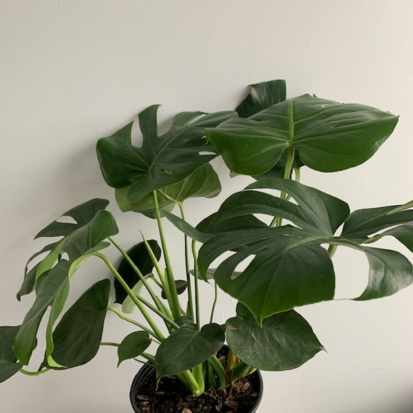10' Monstera Deliciosa - Four Seasons Garden Centre