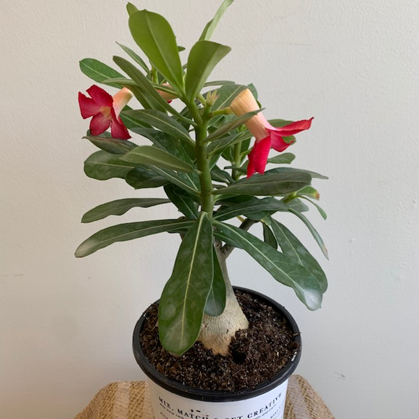 6' Adenium Desert Rose - Four Seasons Garden Centre