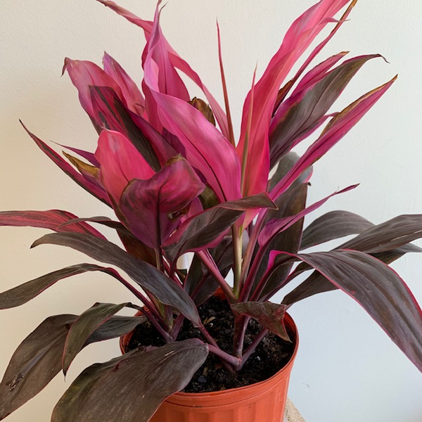 10' Cordyaline Red Sister - Four Seasons Garden Centre