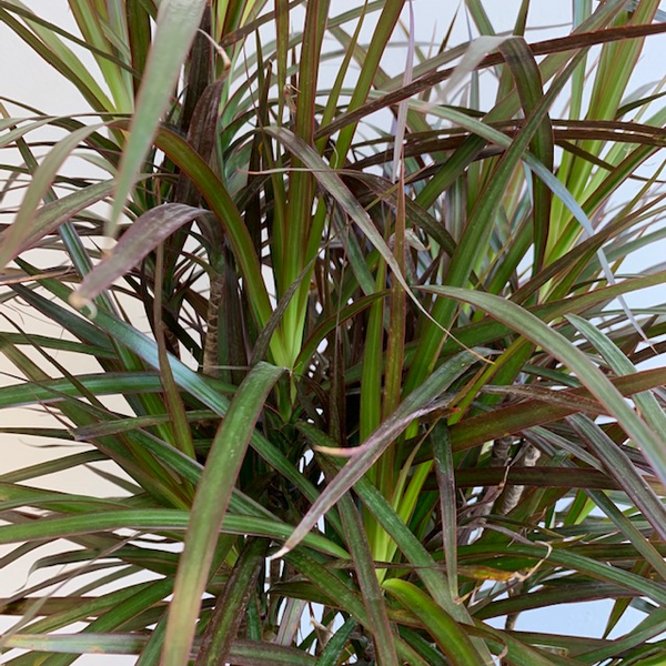 Dracaena Marginata - Four Seasons Garden Centre