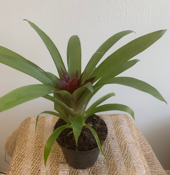 4' Bromeliad Guzmania - Four Seasons Garden Centre