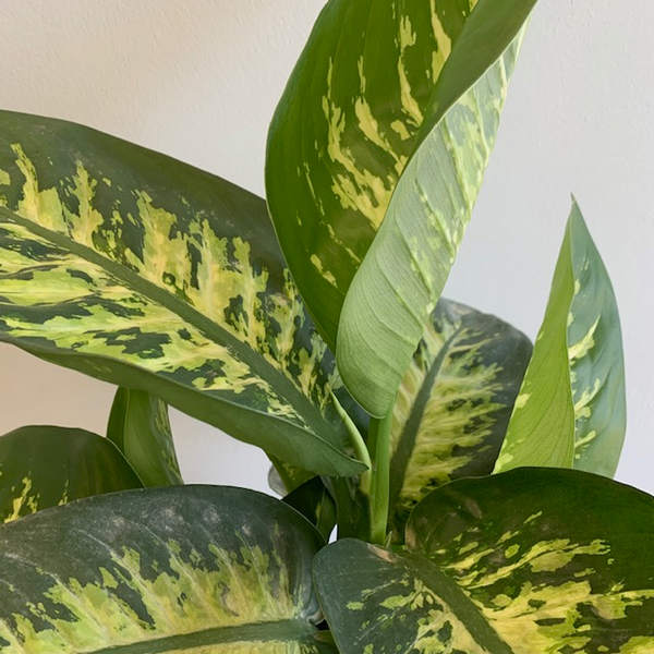 10' Dieffenbachia - Four Seasons Garden Centre