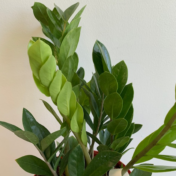 10' Zanzibar Gem (ZZ Plant) - Four Seasons Garden Centre