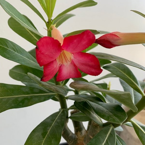 6' Adenium Desert Rose - Four Seasons Garden Centre