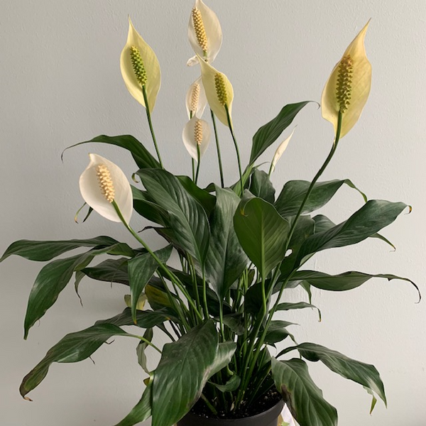 Peace Lily - Four Seasons Garden Centre