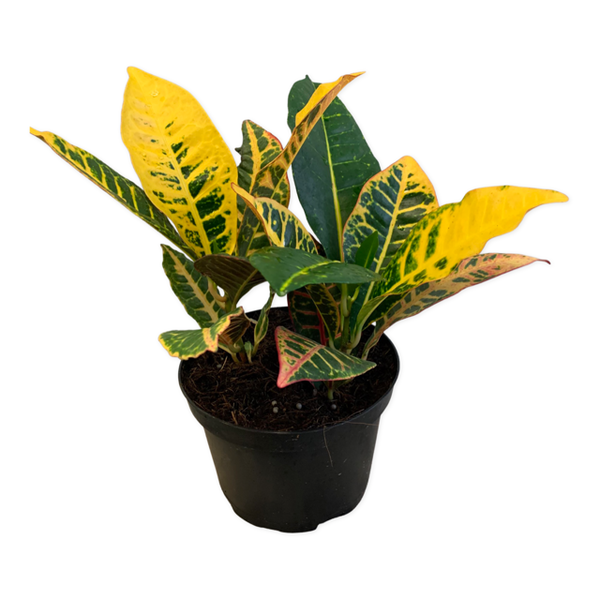 Croton Petra - Four Seasons Garden Centre