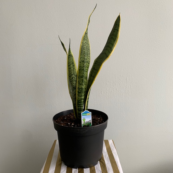 8' Snake Plant - Four Seasons Garden Centre