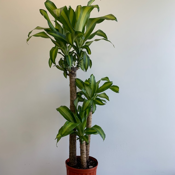 10' Dracena Massangeana (Corn Plant) 3 stem - Four Seasons Garden Centre