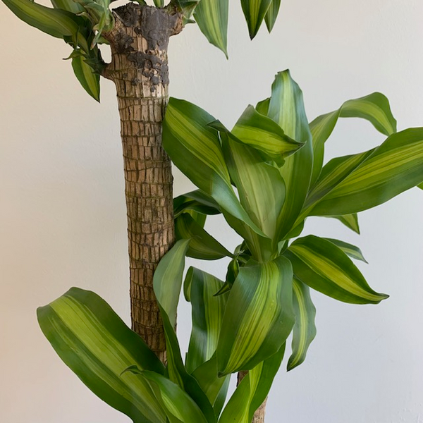 10' Dracena Massangeana (Corn Plant) 3 stem - Four Seasons Garden Centre