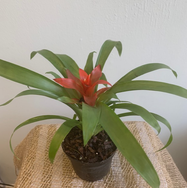 4' Bromeliad Guzmania - Four Seasons Garden Centre