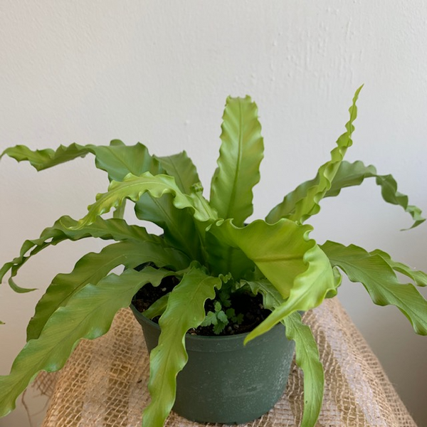 6' Birds Nest Fern - Four Seasons Garden Centre