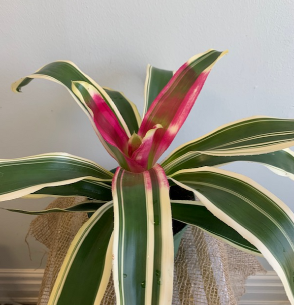 6' Neoregelia Bromeliad - Four Seasons Garden Centre
