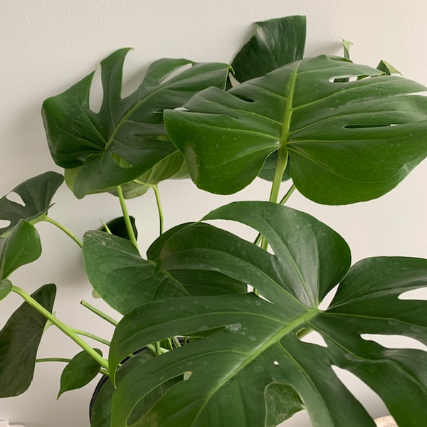 10' Monstera Deliciosa - Four Seasons Garden Centre