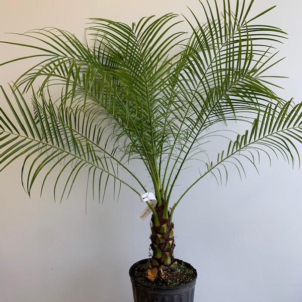 10' Phoenix roebelenii (Dwarf Date Palm - Four Seasons Garden Centre