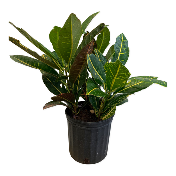 Croton Petra - Four Seasons Garden Centre