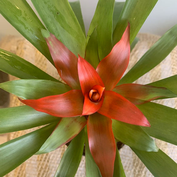 4' Bromeliad Guzmania - Four Seasons Garden Centre