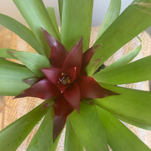 4' Bromeliad Guzmania - Four Seasons Garden Centre
