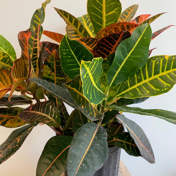 Croton - Four Seasons Garden Centre