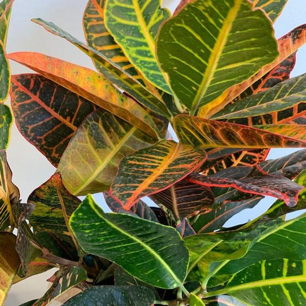 Croton - Four Seasons Garden Centre