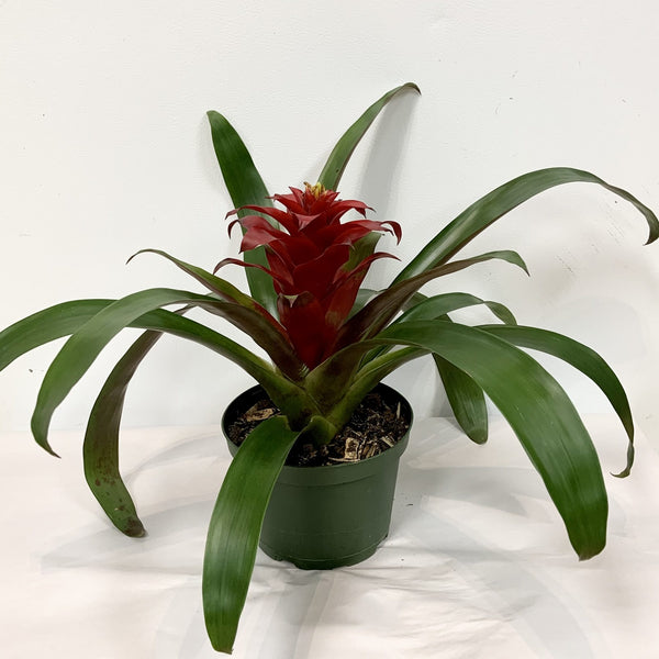 6" Bromeliad Guzmania - Four Seasons Garden Centre