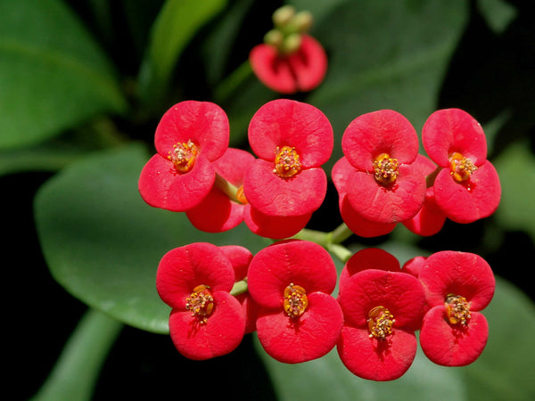 6" Euphorbia Milii (Thorne of Jesus or Crown of Thornes)