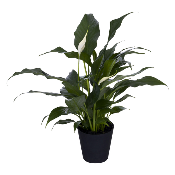 Peace Lily - Four Seasons Garden Centre