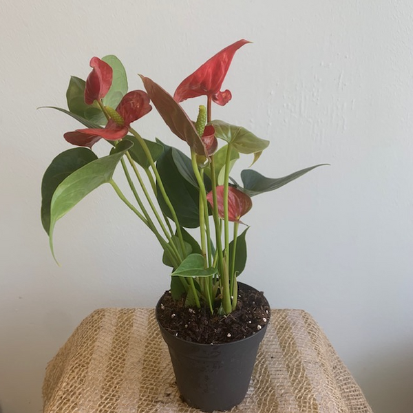 4' Red Anthurium - Four Seasons Garden Centre