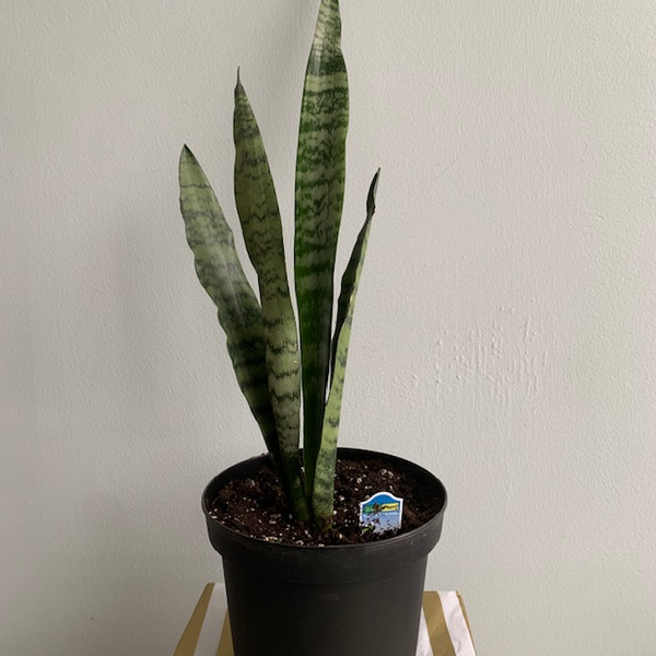 8' Snake Plant - Four Seasons Garden Centre