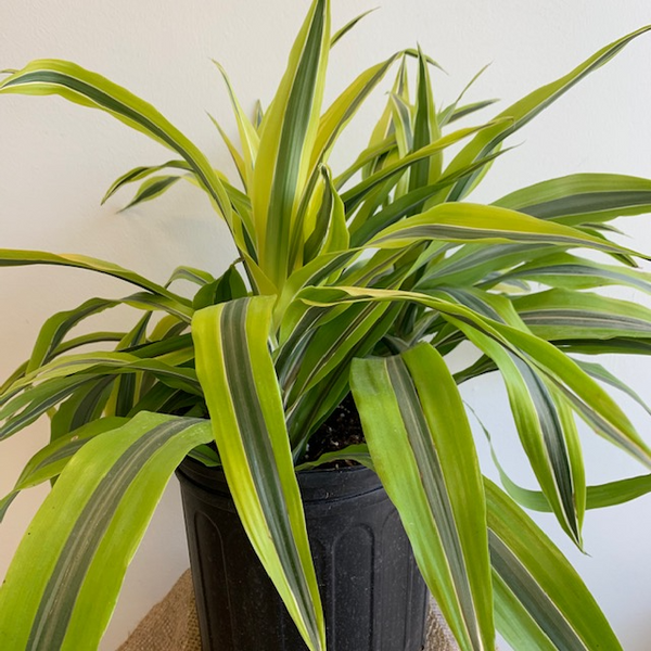 Dracena Warneckii - Four Seasons Garden Centre