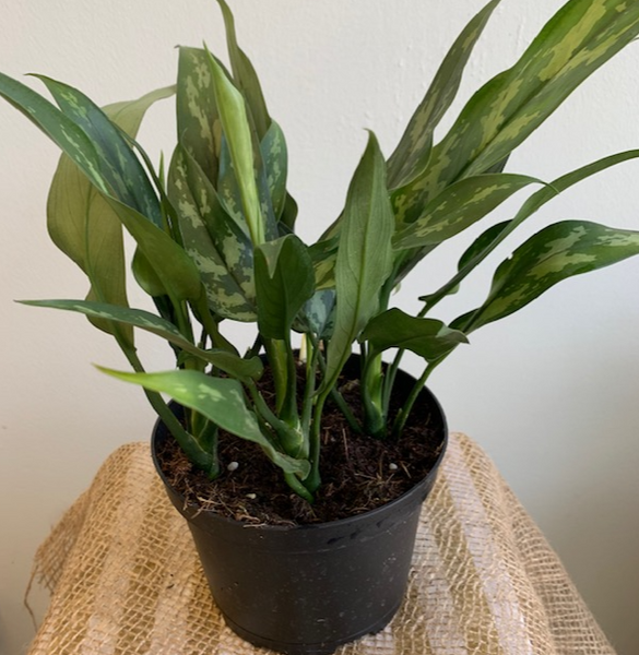 6' Aglaonema 'Maria' (Chinese Evergreen) - Four Seasons Garden Centre