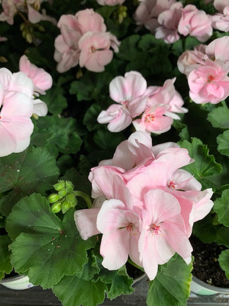 4" Geranium - Four Seasons Garden Centre