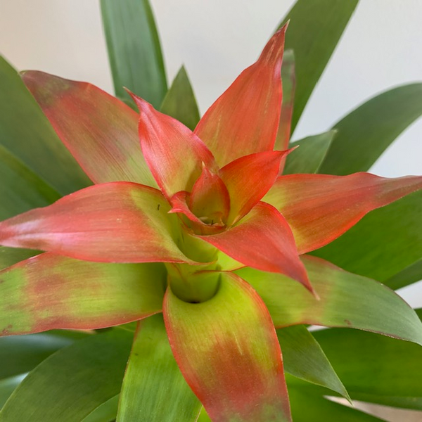 6' Bromeliad Guzmania - Four Seasons Garden Centre