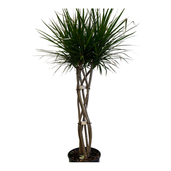 Dracaena Marginata - Four Seasons Garden Centre