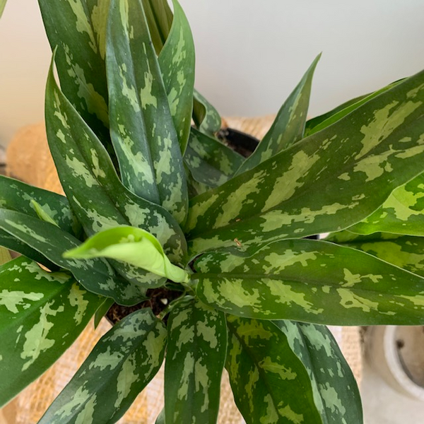 6' Aglaonema 'Maria' (Chinese Evergreen) - Four Seasons Garden Centre