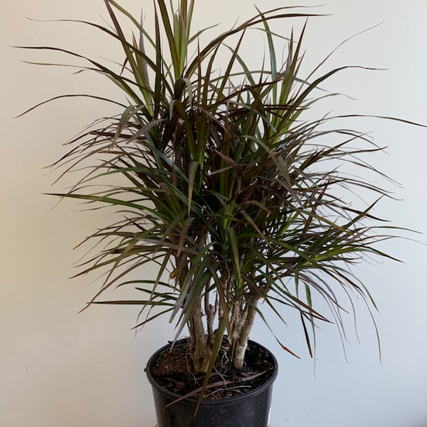 Dracaena Marginata - Four Seasons Garden Centre