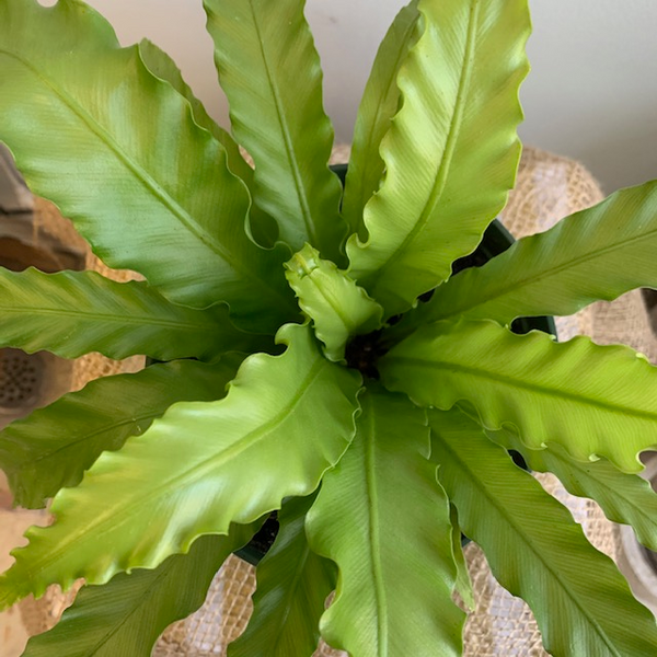 6' Birds Nest Fern - Four Seasons Garden Centre
