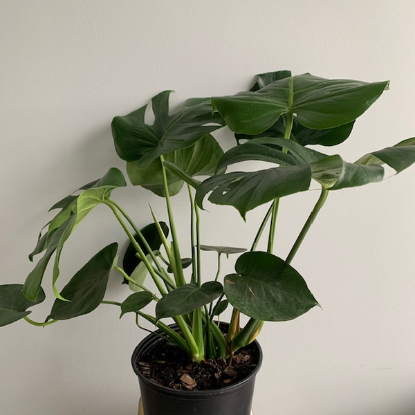 10' Monstera Deliciosa - Four Seasons Garden Centre