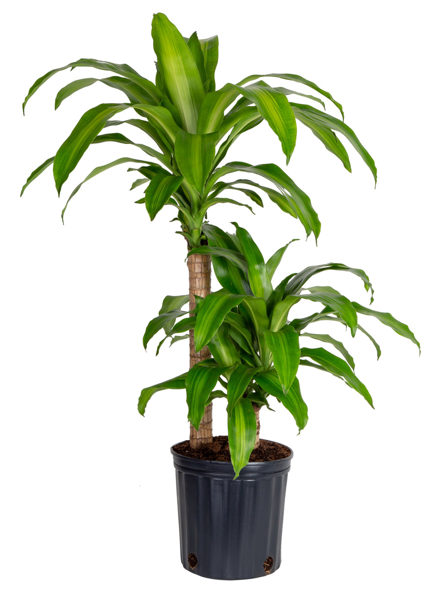 9" Dracena Massangeana (Corn Plant) 3 stem Four Seasons Garden Centre