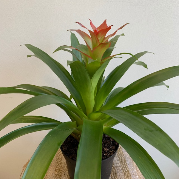 6' Bromeliad Guzmania - Four Seasons Garden Centre