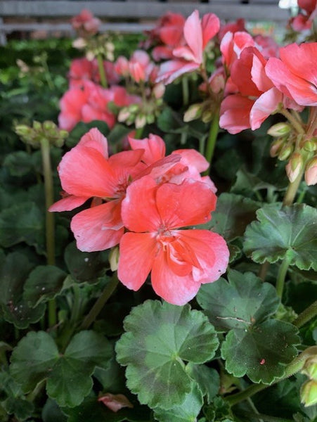 4" Geranium - Four Seasons Garden Centre