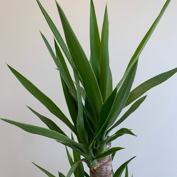 10' Yucca Elephantipes - Four Seasons Garden Centre
