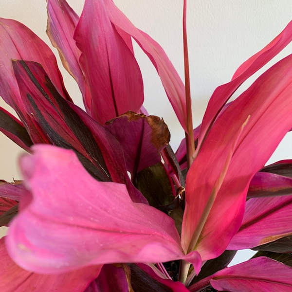 10' Cordyaline Red Sister - Four Seasons Garden Centre