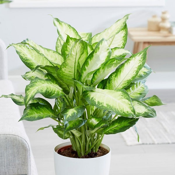 10' Dieffenbachia - Four Seasons Garden Centre